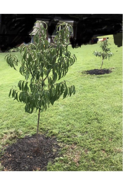 Нектарин Сноу Квін - молодий саджанець в саду